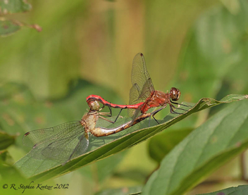 Sympetrum rubicundulum, mating pair